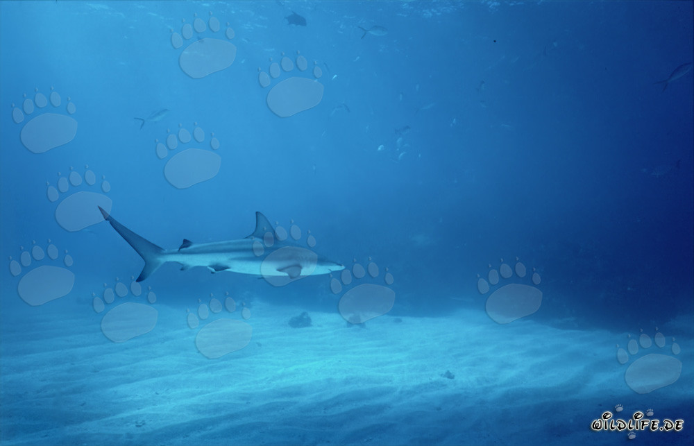Tiburón de puntas negras nadando en las aguas de las Bahamas