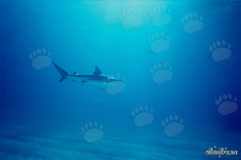 Blacktip shark in the deep blue ocean off Walker's Cay