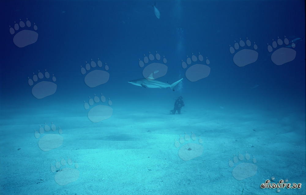 Fascinating blacktip shark in front of diver on the seabed