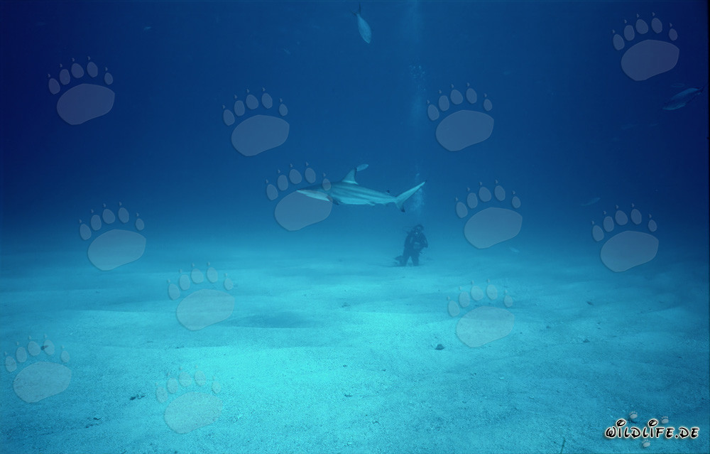 Requin à pointes noires fascinant devant un plongeur au fond de l'océan