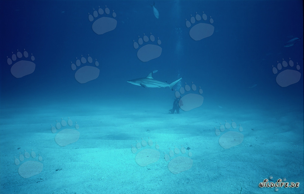 Affascinante squalo pinna nera di fronte a un subacqueo sul fondale marino