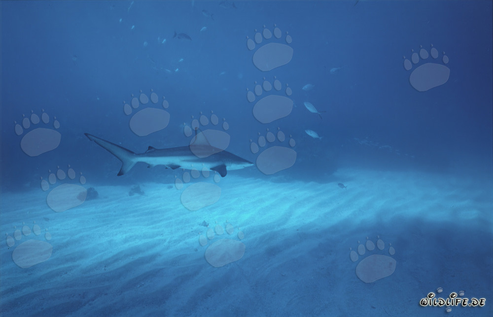 Graceful blacktip shark glides majestically over the bright seabed