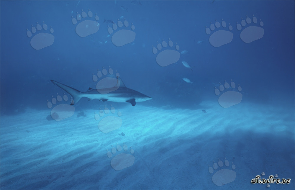 Requin pointe noire élégant glissant majestueusement sur le fond marin clair