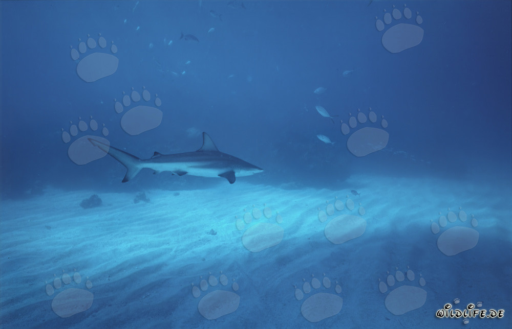 Elegante squalo punta nera che scivola maestosamente sul fondo marino chiaro