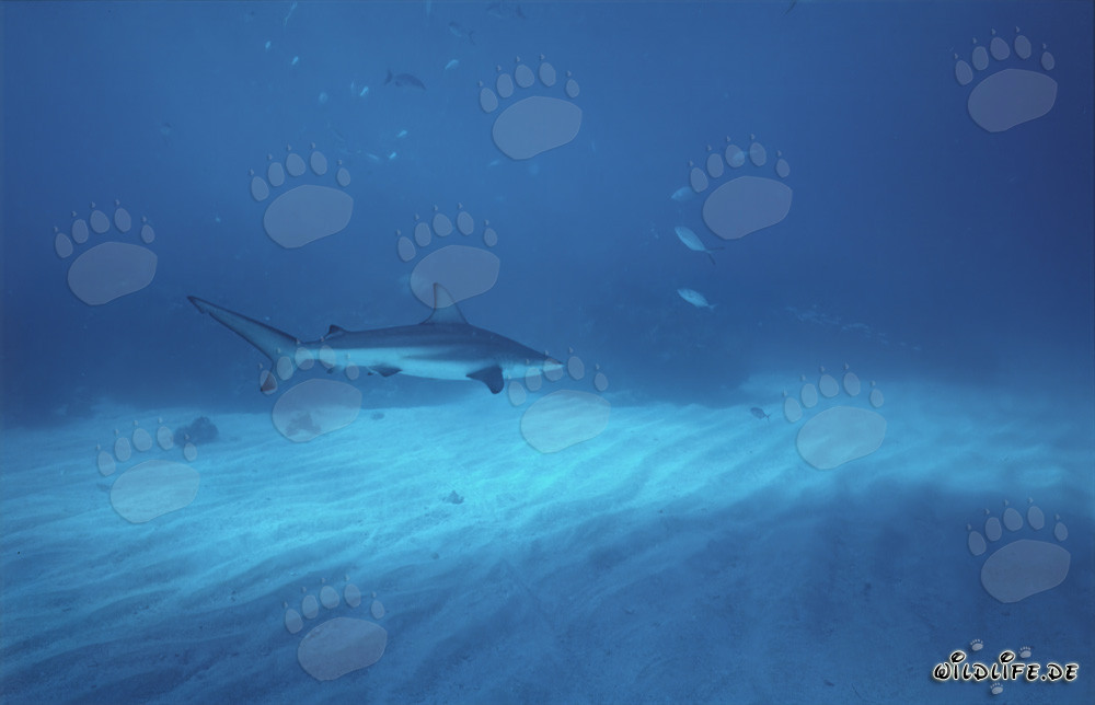 Elegante tiburón de puntas negras deslizándose majestuosamente sobre el fondo marino claro