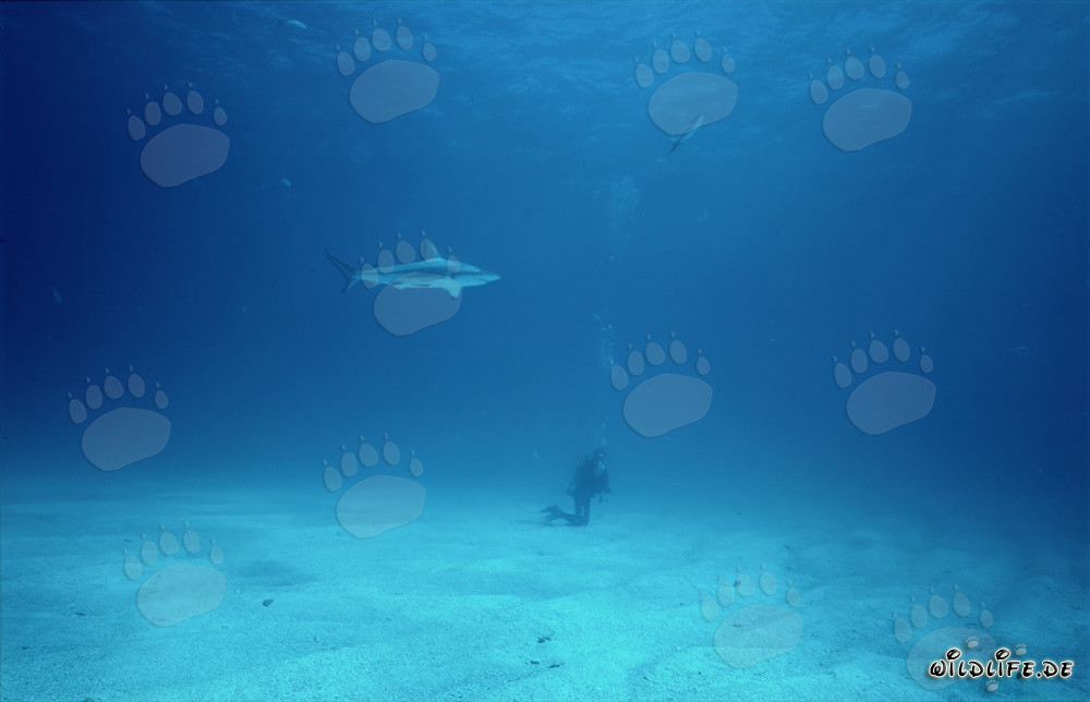 Blacktip shark (Carcharhinus limbatus)
