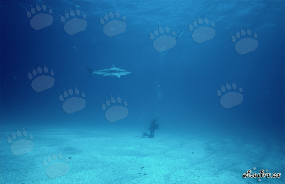 Subacqueo osserva uno squalo punta nera sul fondo marino luminoso