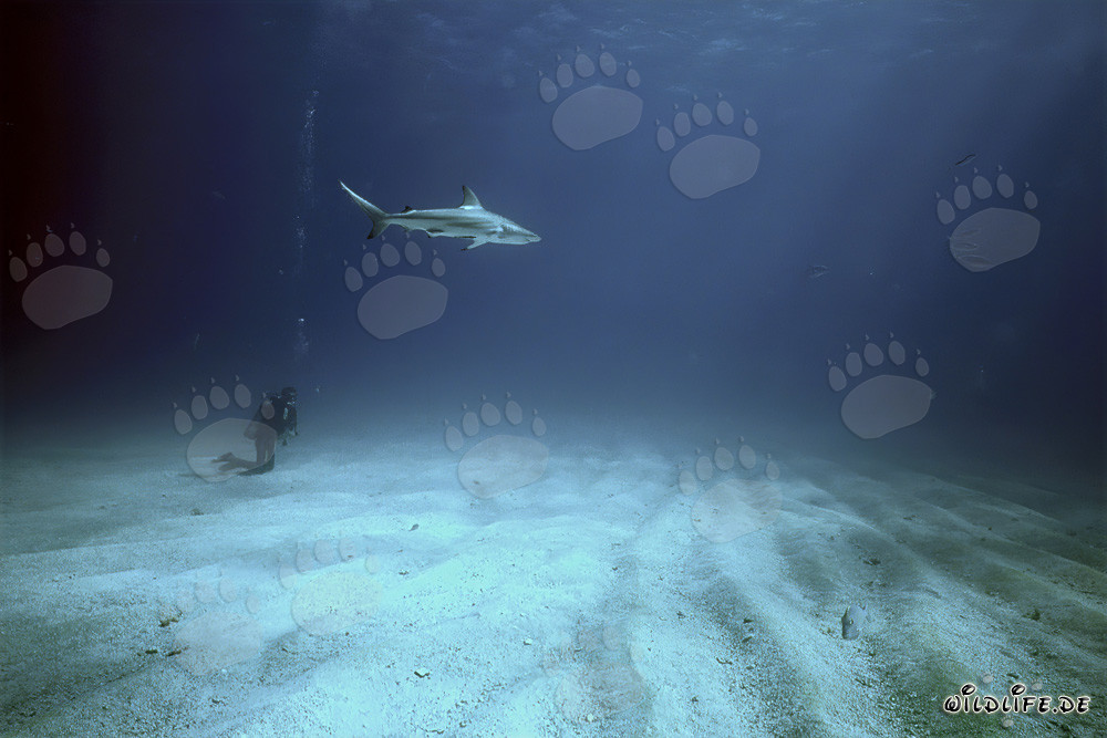 Encounter at the Seabed: Diver and Blacktip Shark