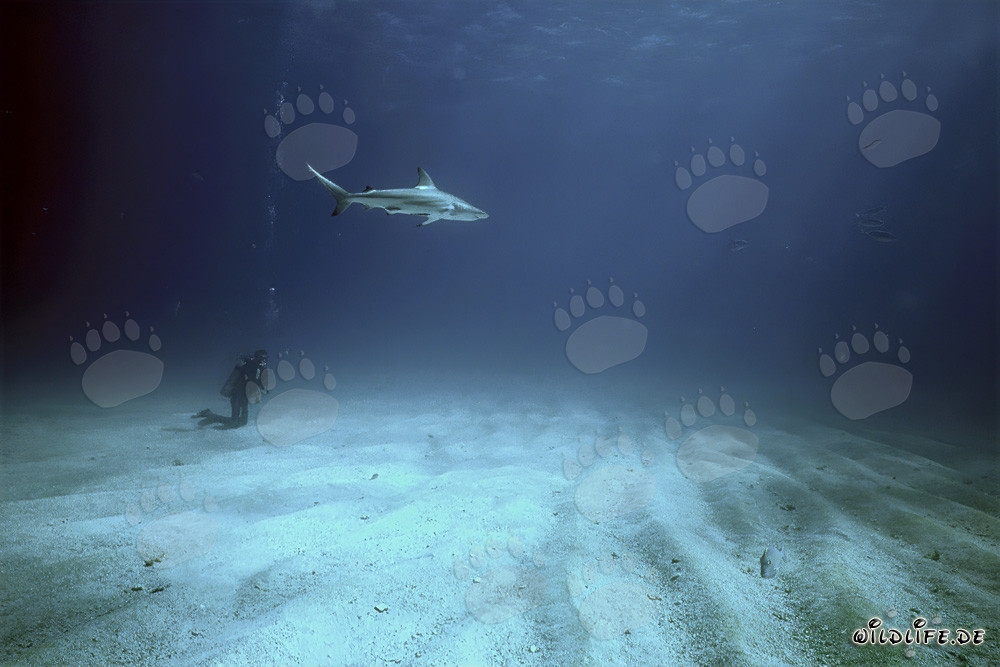 Rencontre au fond de la mer : Plongeur et requin à pointe noire
