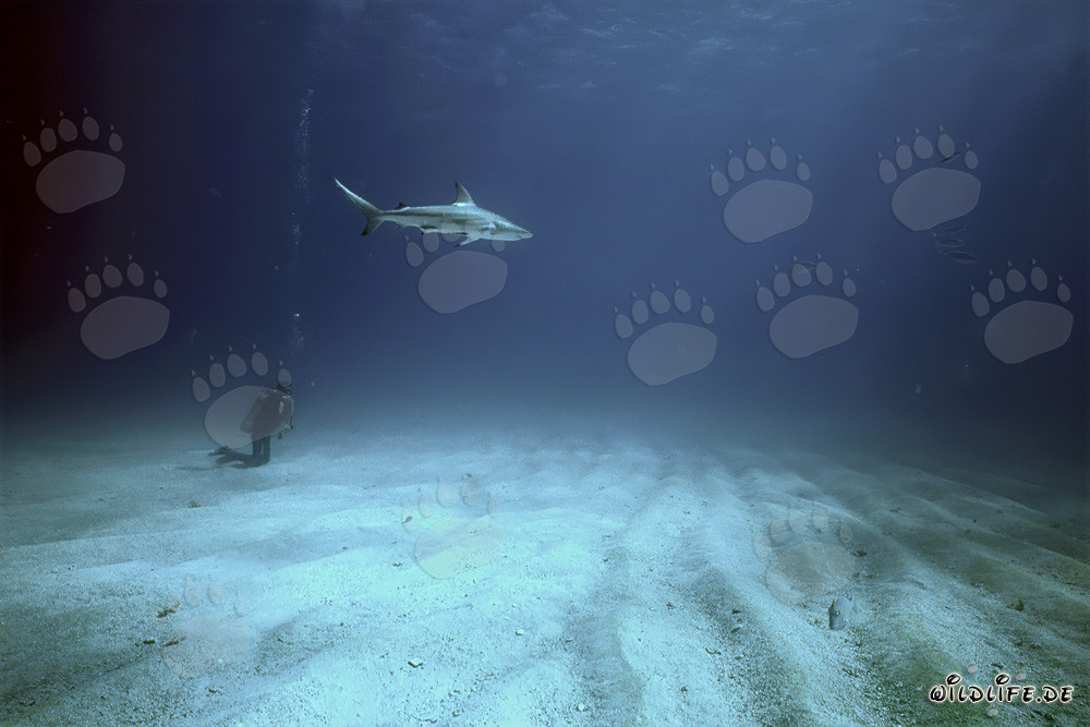 Encuentro en el fondo del mar: Buzo y tiburón de puntas negras