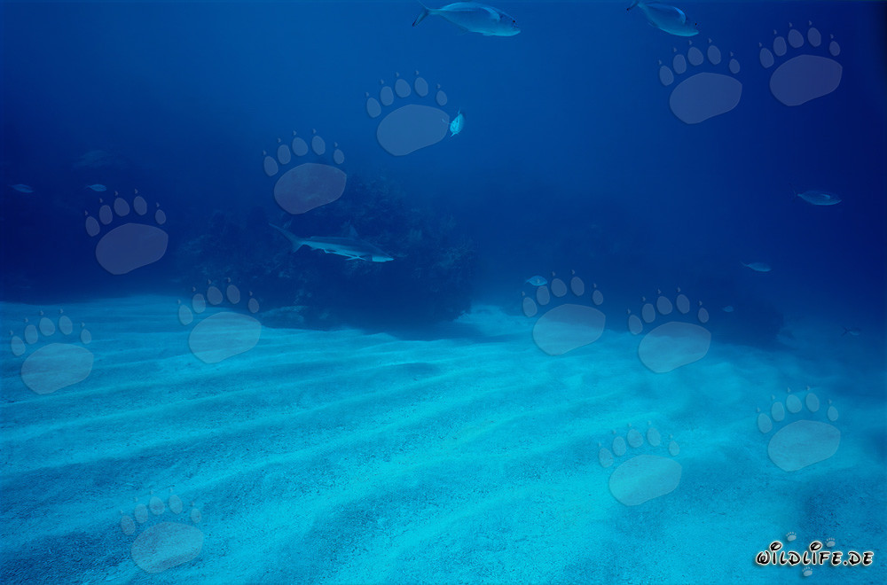 Requin à pointes noires nage élégamment sur le fond marin sablonneux