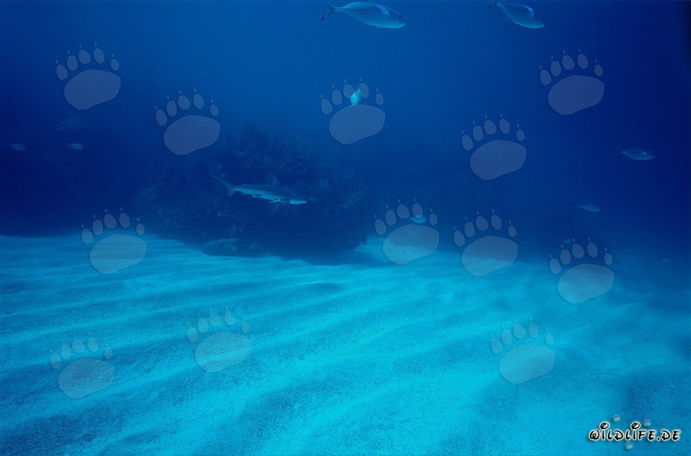 Lo squalo punta nera nuota elegantemente sul fondale sabbioso marino