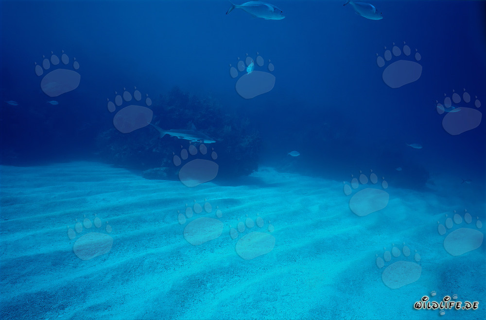 Tiburón de puntas negras nada elegantemente sobre el fondo marino arenoso