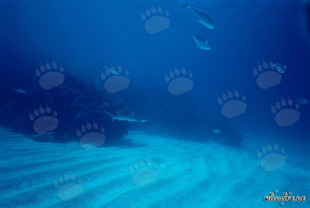 Fascinating Blacktip Shark (Carcharhinus limbatus) in crystal clear water