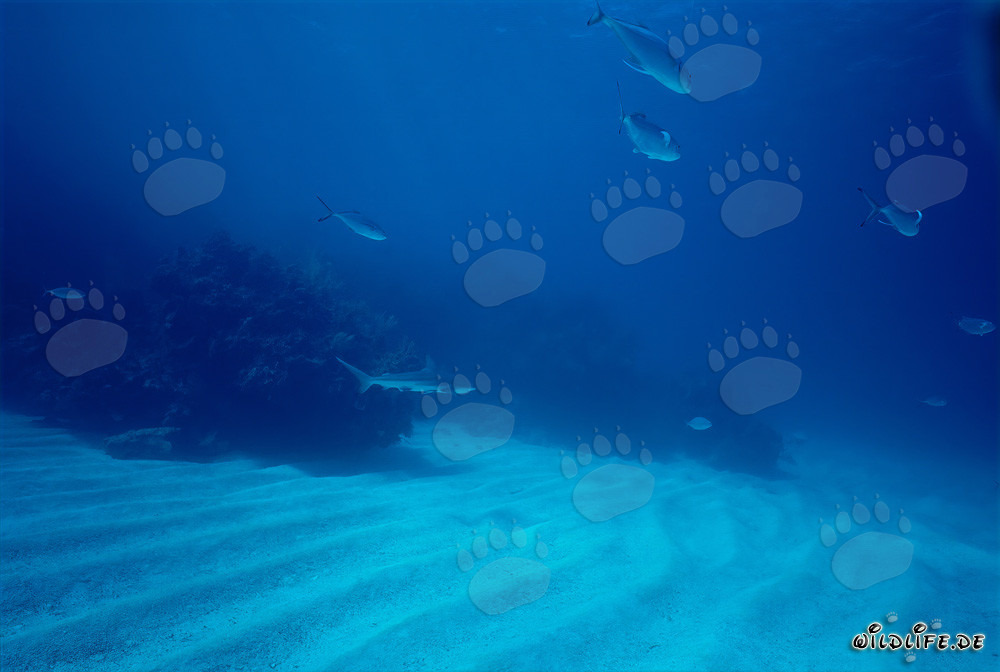 Faszinierender Schwarzspitzenhai (Carcharhinus limbatus) im kristallklaren Wasser