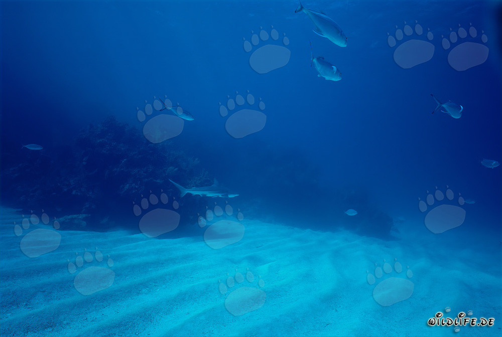 Affascinante squalo pinna nera (Carcharhinus limbatus) in acque cristalline