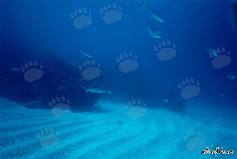 Fascinante tiburón de puntas negras (Carcharhinus limbatus) en aguas cristalinas