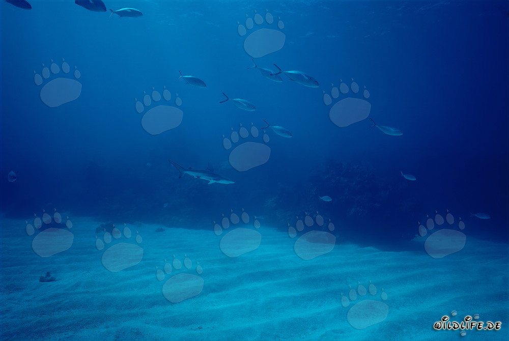 Tiburón de puntas negras (Carcharhinus limbatus)