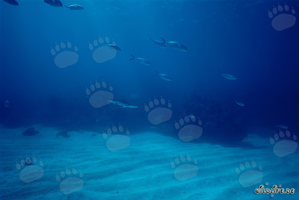 Squalo a punta nera (Carcharhinus limbatus)