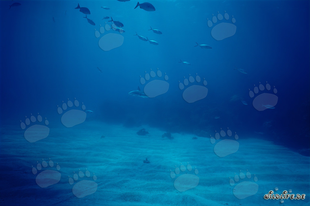 Faszinierender Schwarzspitzenhai (Carcharhinus limbatus) in den Bahamas