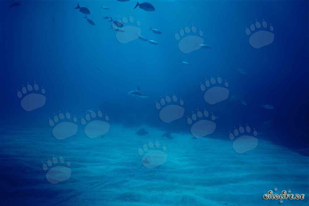Affascinante squalo dalla punta nera (Carcharhinus limbatus) nelle Bahamas