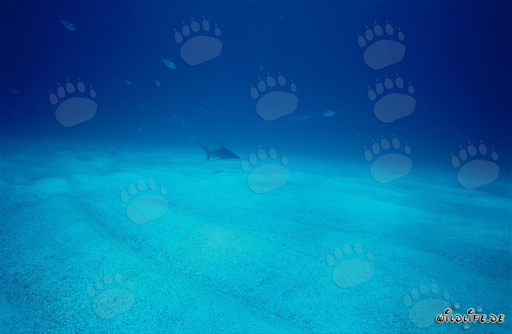 Impressive Caribbean Reef Shark Swimming over Sandy Seabed
