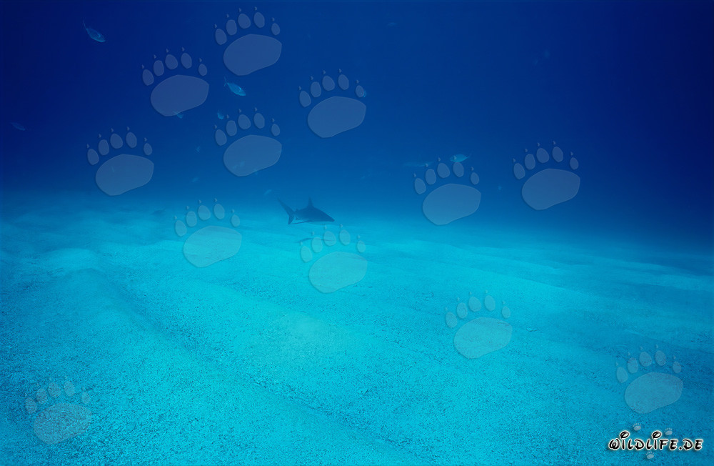 Imposanter Karibischer Riffhai über sandigem Meeresboden schwimmend
