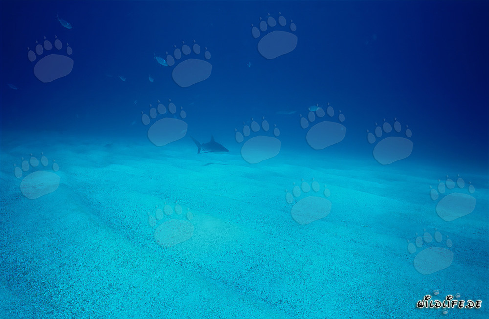 Requin des Caraïbes imposant nageant au-dessus du fond marin sablonneux