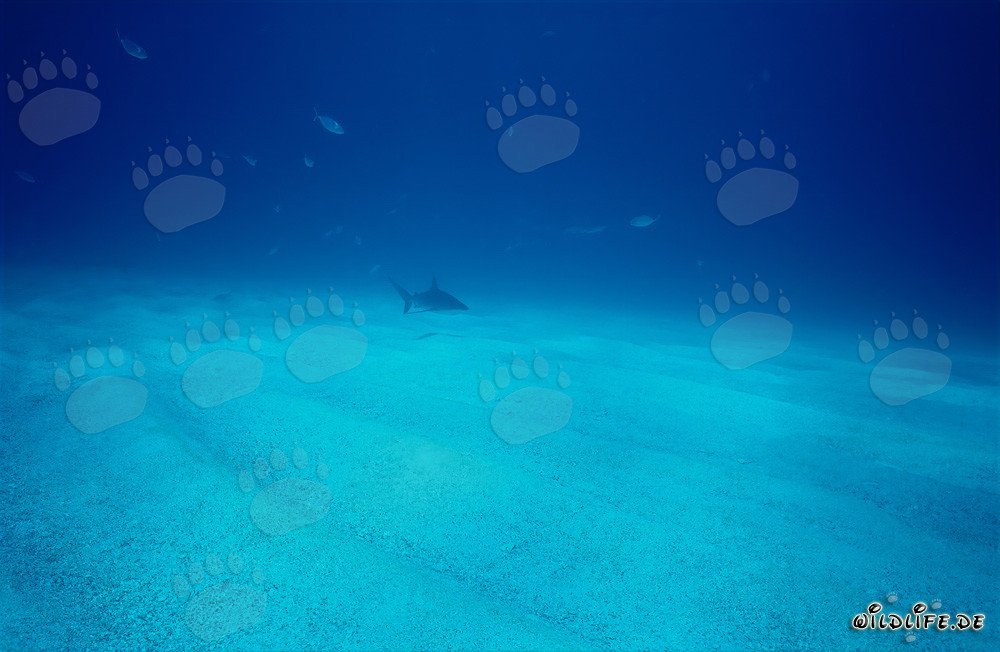 Imponente squalo dei Caraibi nuota sopra il fondale marino sabbioso