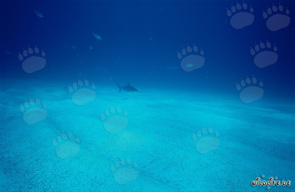Impresionante tiburón de arrecife del Caribe nadando sobre el fondo marino arenoso