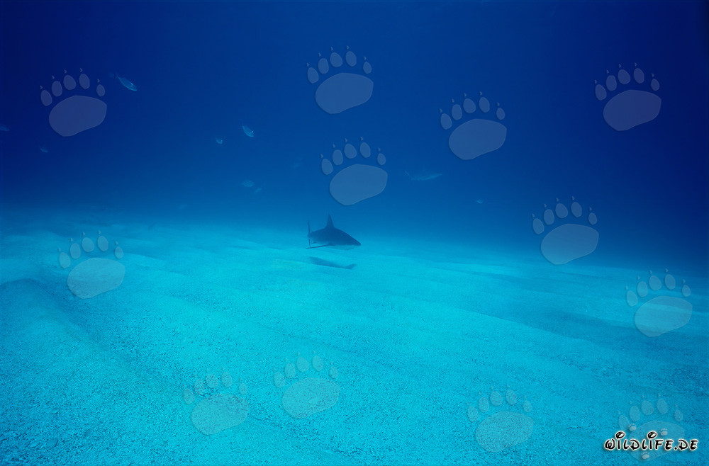 Majestic Caribbean Reef Shark (Carcharhinus perezi) in the Waters of the Bahamas