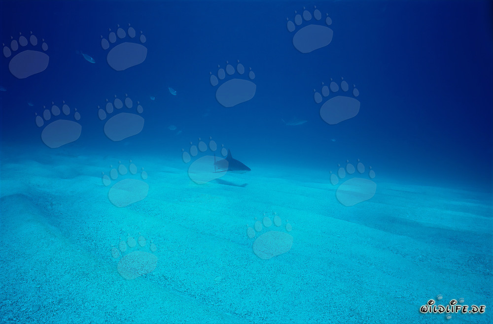 Imposanter Karibischer Riffhai (Carcharhinus perezi) in den Gewässern der Bahamas