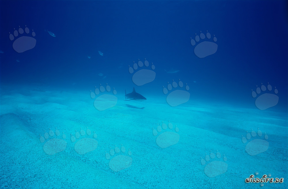 Requin des Caraïbes imposant (Carcharhinus perezi) dans les eaux des Bahamas