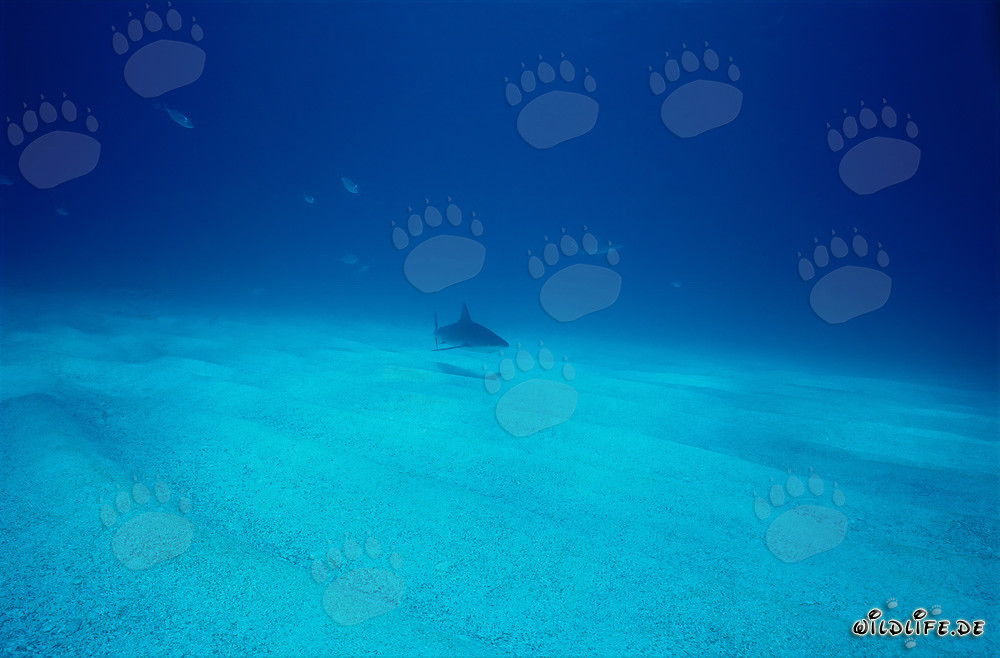 Imponente squalo dei Caraibi (Carcharhinus perezi) nelle acque delle Bahamas