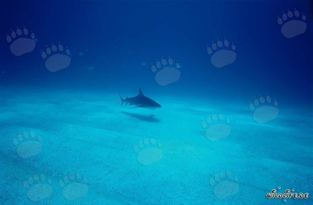 Graceful Caribbean reef shark swimming over sandy seabed