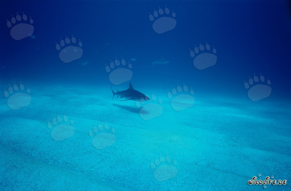 Requin des Caraïbes élégant nageant au-dessus du fond marin sableux