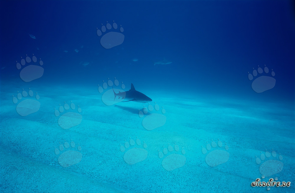 Elegante squalo dei Caraibi che nuota sopra il fondo marino sabbioso