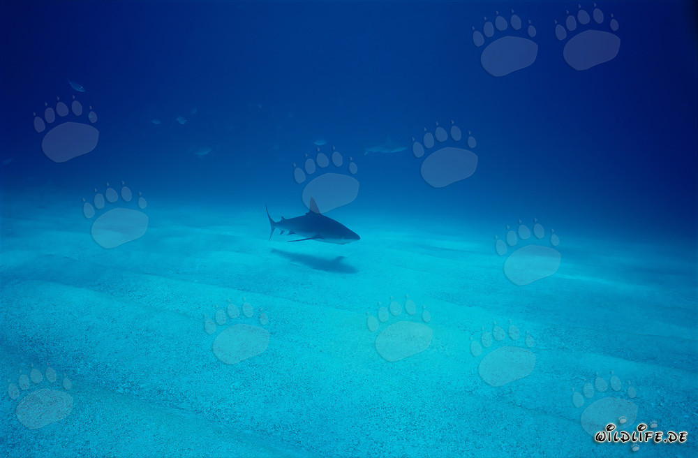 Elegante tiburón de arrecife caribeño nadando sobre el fondo marino arenoso