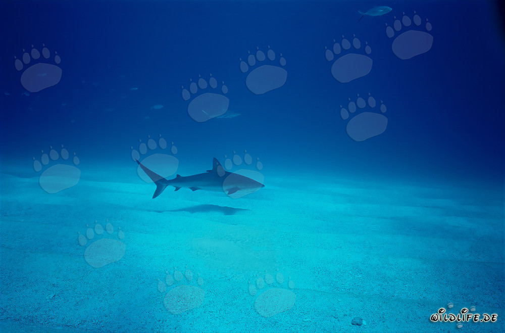 Caribbean Reef Shark Glides Gracefully over the Seabed