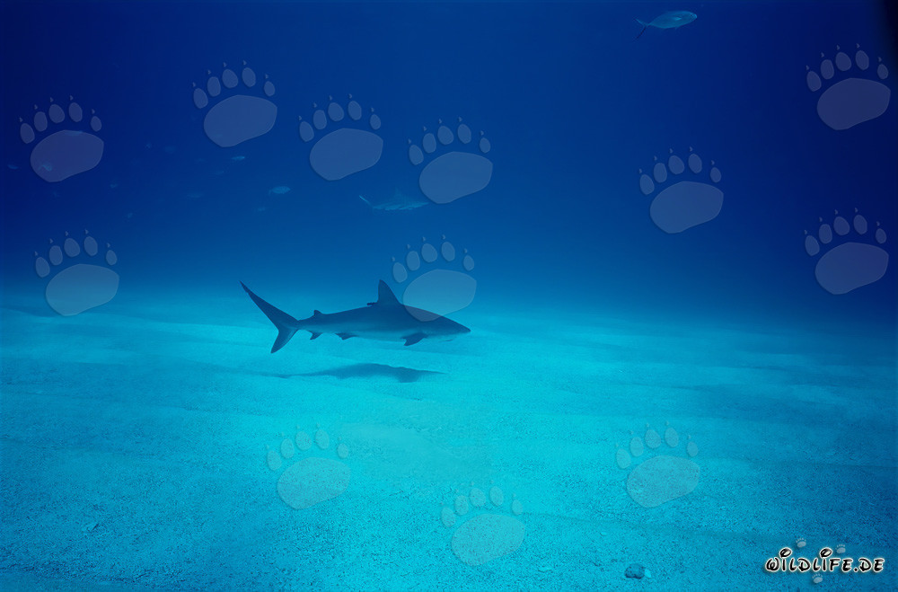 Requin des récifs des Caraïbes glissant élégamment sur le fond marin