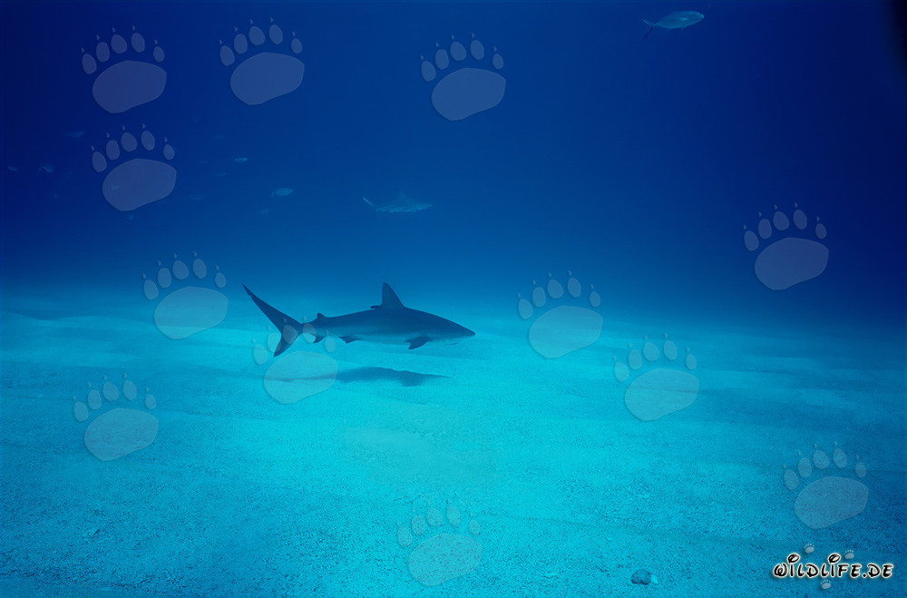 Squalo di barriera corallina dei Caraibi che scivola elegantemente sul fondale marino