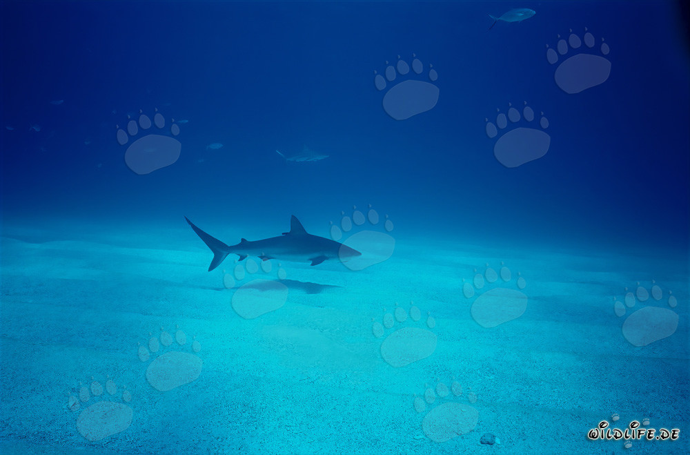 Tiburón de arrecife del Caribe deslizándose elegantemente sobre el fondo marino