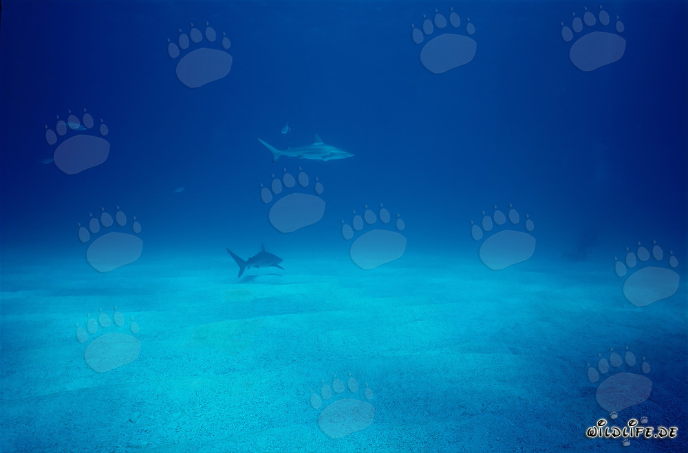 Requin à pointes noires tourne autour d'un plongeur courageux dans les eaux des Bahamas