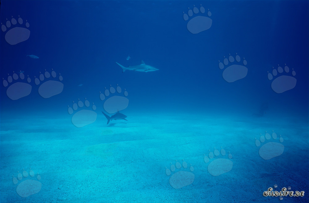 Schwarzspitzenhai umkreist mutigen Taucher in den Gewässern der Bahamas