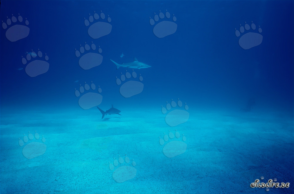 Squalo punta nera circonda coraggioso subacqueo nelle acque delle Bahamas