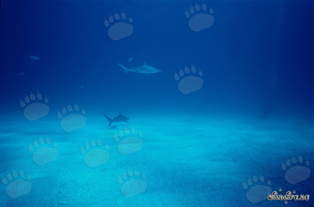 Tiburón de puntas negras rodea valiente buceador en las aguas de las Bahamas