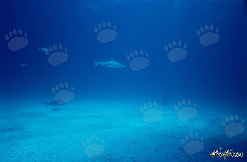 Blacktip shark observes diver in the Bahamas