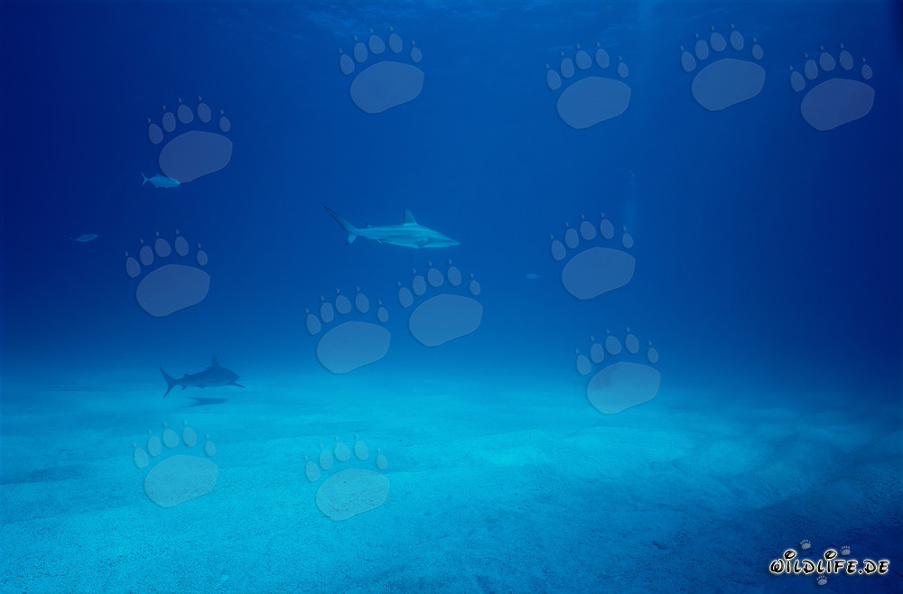 Requin à pointes noires observant un plongeur aux Bahamas