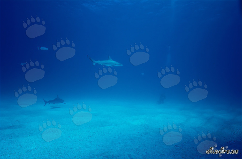 Schwarzspitzenhai beobachtet Taucher in den Bahamas