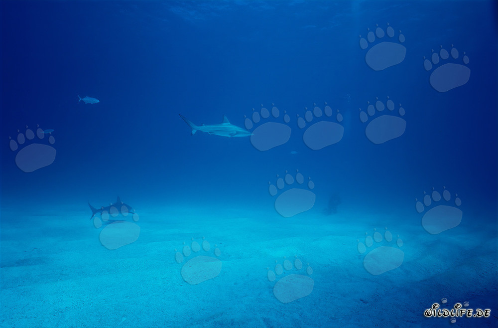 Tiburón de puntas negras observa a buceador en las Bahamas